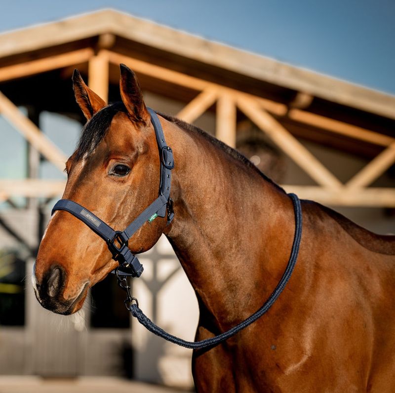 dhrx01-b000-amigo-headcollar---leadrope-set-MAIN