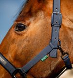 dhrx01-b000-amigo-headcollar-leadrope-set-navy-closeup-1_f3db7duz0la7fivw.jpg