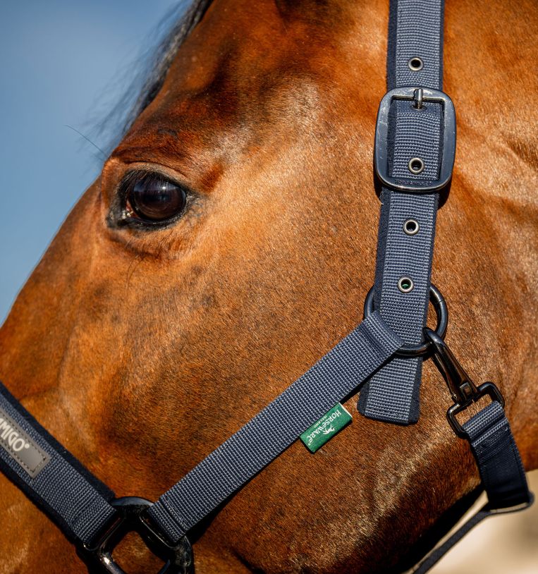 dhrx01-b000-amigo-headcollar-leadrope-set-navy-closeup-1_f3db7duz0la7fivw.jpg