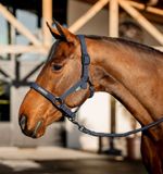 dhrx01-b000-amigo-headcollar-leadrope-set-navy-main_dwemxku1xc1dusxt.jpg