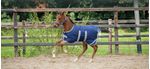 foal-header-1
