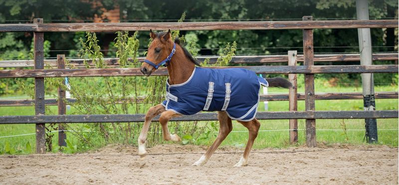 foal-header-1
