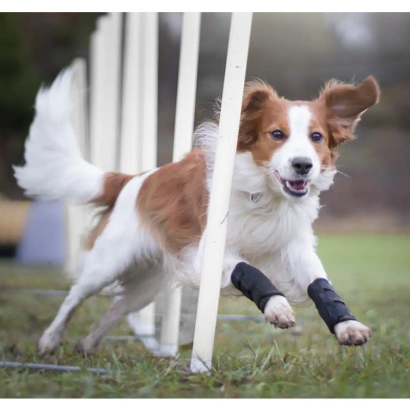 back-on-track-dog-leg-wrap-3