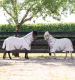 aorb60-iji0-amigo-bug-rug-plus-petite-fly-sheet-horse-v3_em52cd8ppqttzlw5