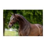 br-lewes-bridle-brown-2