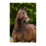 br-lewes-bridle-brown-3