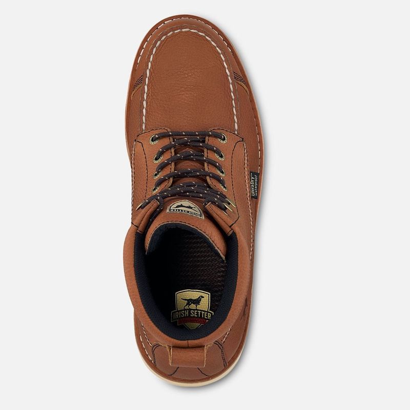 Irish-Setter-A0838-d