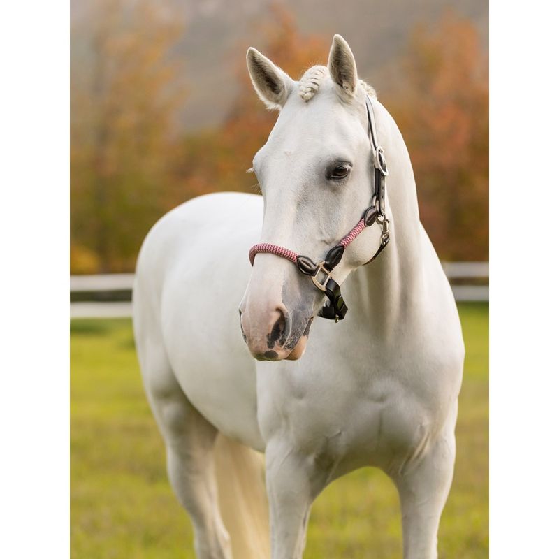 lemieux-ropella-halter-cranberry-2