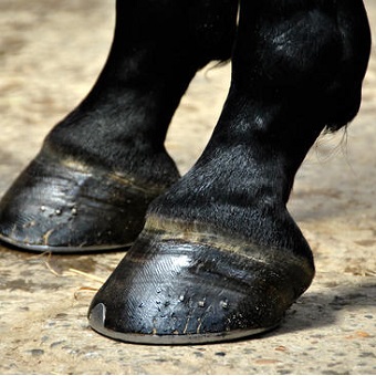 Hoof Products